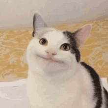 a white and black cat is sitting on a bed and smiling at the camera .