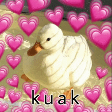 a white duck is surrounded by pink hearts and the word kuak is on the bottom