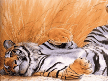 a painting of a tiger laying on its back with the word together at the bottom