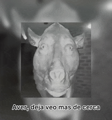 a black and white photo of a pig with the words aver deja veo mas de cerca underneath it