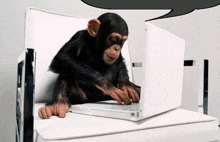 a chimpanzee is sitting in a chair typing on a laptop .