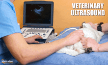 a veterinary ultrasound being performed on a cat