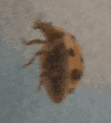 a close up of a brown bug on a gray surface