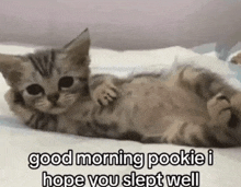 a kitten is laying on its back on a bed with a caption that says good morning pookie i hope you slept well