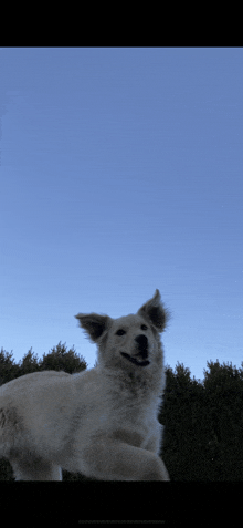 a white dog standing in front of a blue sky with trees in the background