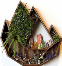 a wooden shelf with bottles , crystals , plants and ferns on it .