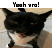 a black and white cat is looking up at the camera with the words `` yeah vro '' written above it .