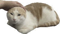 a person petting a brown and white cat with a bell around its neck