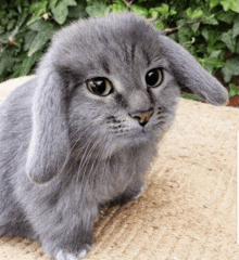 a cat looks like a rabbit with long ears and black eyes