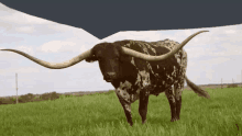 a bull with long horns standing in a field