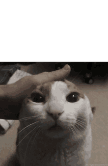 a person petting a cat 's head with a white background in the corner