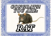 a certificate that says congrats you are rat with a picture of a rat