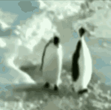 two penguins are standing next to each other on a snowy hill .