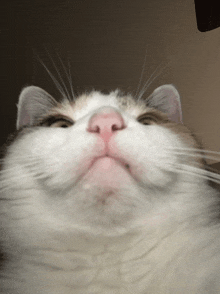 a close up of a cat 's nose with a pink nose