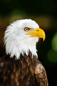 a bald eagle with a yellow beak and a green background