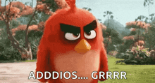 a red angry bird from the angry birds movie is standing in a field and says adddios ... grrr .