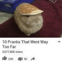 a cat wearing a pancake on its head with a caption that says 10 pranks that went way too far