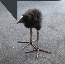 a small black bird with a white beak is standing on a gray carpet