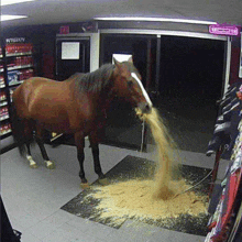 a brown horse standing in a store with a sign that says exit