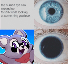 a picture of a raccoon next to a picture of a human eye