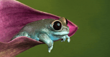 a frog is sitting on a purple leaf with a green background