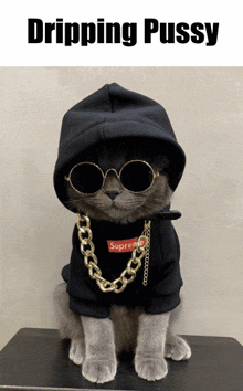 a cat wearing a supreme shirt and sunglasses