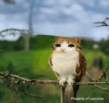 a cat that looks like an owl sitting on a barbed wire fence post