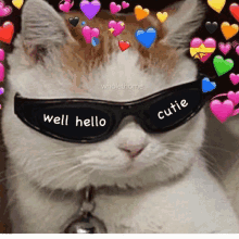 a cat wearing sunglasses with the words well hello cutie written on them