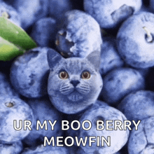 a cat sitting in a pile of blueberries with the words ur my boo berry meowfin below it