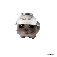 a hamster wearing a strainer on its head with the words processed using the free version of watermarkly below it