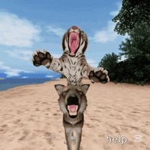 a tiger cub is standing on top of a wolf on a sandy beach with help written on the bottom