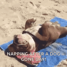 a dog is laying on its back on a beach towel with the caption napping after a dog gone day .