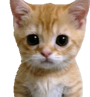 a close up of a kitten 's face with a white background