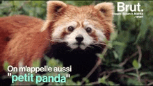 a red panda is standing in the woods and looking at the camera with a caption that says `` petit panda '' .