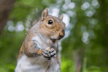 a close up of a squirrel with its mouth open eating a nut