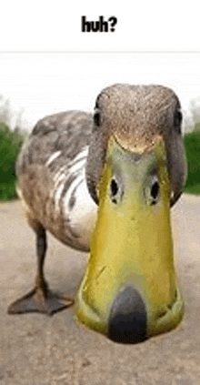 a duck with a big yellow beak is standing on a road .