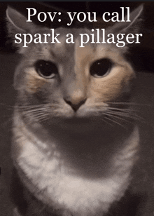 a cat with a caption that says pov you call spark a pillager