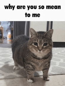 a cat standing on a rug with a caption that says why are you so mean to me