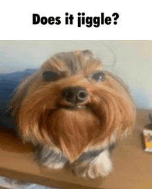 a small dog with a beard is sitting on a wooden table and looking at the camera .