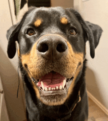 a close up of a dog 's face with its tongue out