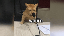 a cat is sitting at a desk with a microphone in its mouth and the word would below it