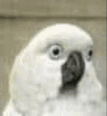 a close up of a white parrot with blue eyes and a black beak looking at the camera .