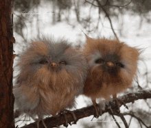 two fluffy owls are perched on a tree branch with the name humberstone marina on the bottom right