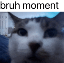 a close up of a cat 's face with the words bruh moment below it