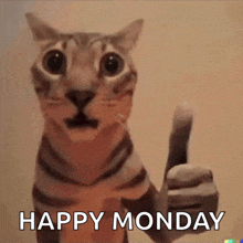 a cat giving a thumbs up with the words happy monday below