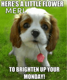 a picture of a puppy with a flower in its mouth with the caption here 's a little flower merl