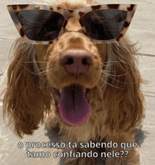 a cocker spaniel wearing sunglasses with its tongue hanging out