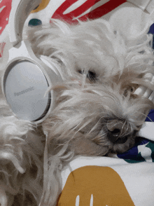 a white dog wearing a pair of white panasonic headphones