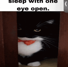 a black and white cat wearing a red bow tie is looking out of a doorway