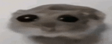 a close up of a hamster 's face with big black eyes behind a glass .